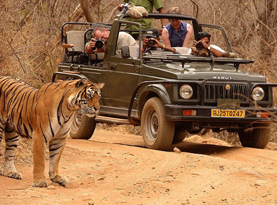 Rajasthan Safari Tours