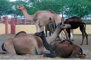 Camel Breeding Farm