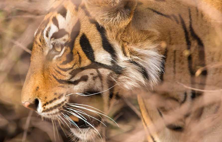 Rajasthan Jungle Safari Tour Package